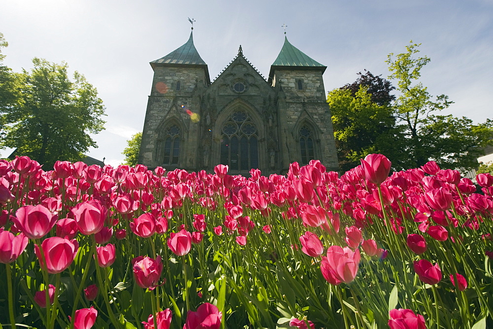 Tulips in front of Stavanger Cathedral, Stavanger, Norway, Scandinavia, Europe