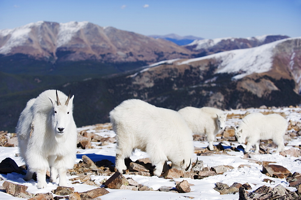 Mountain goat (antelope) in winter coats on Quandary Peak, a mountain above 14000 feet, known as a 14er, Colorado, United States of America, North America