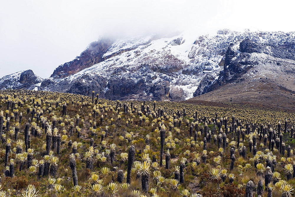 Frailejone plants growing near the glacier in Los Nevados National Park, Salento, Colombia, South America