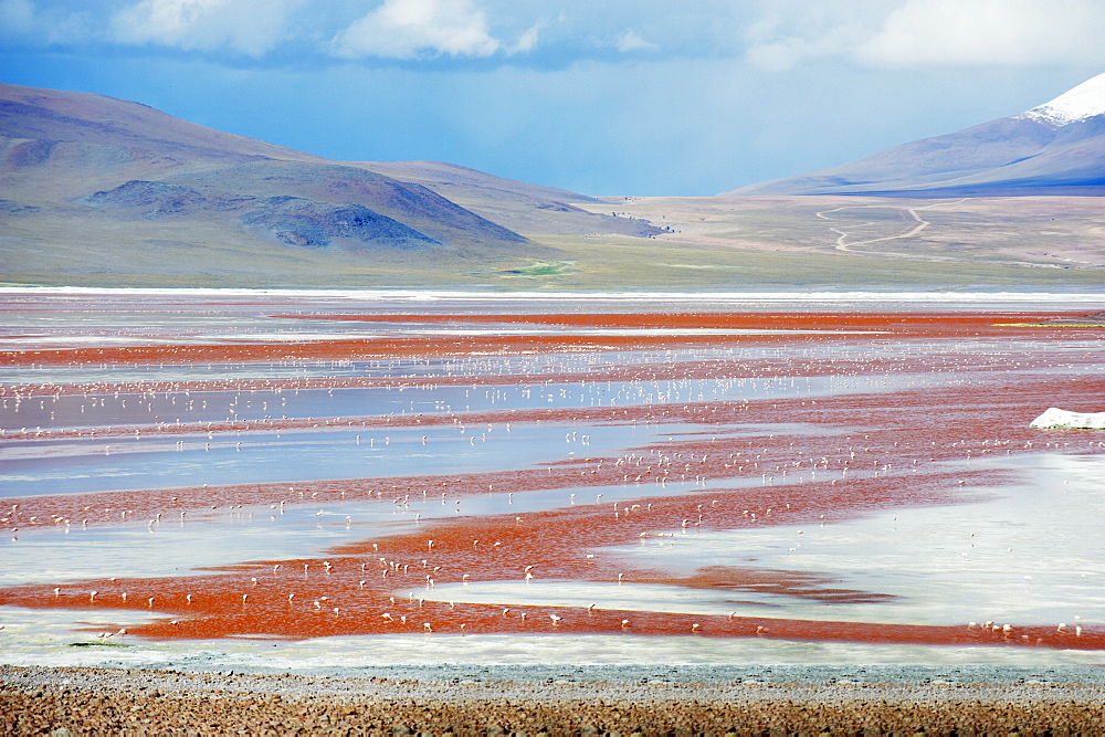 James Flamingo (Phoenicoparrus jamesi), at Laguna Colorado (Red Lake), Eduardo Avaroa Andean National Reserve, Bolivia, South America