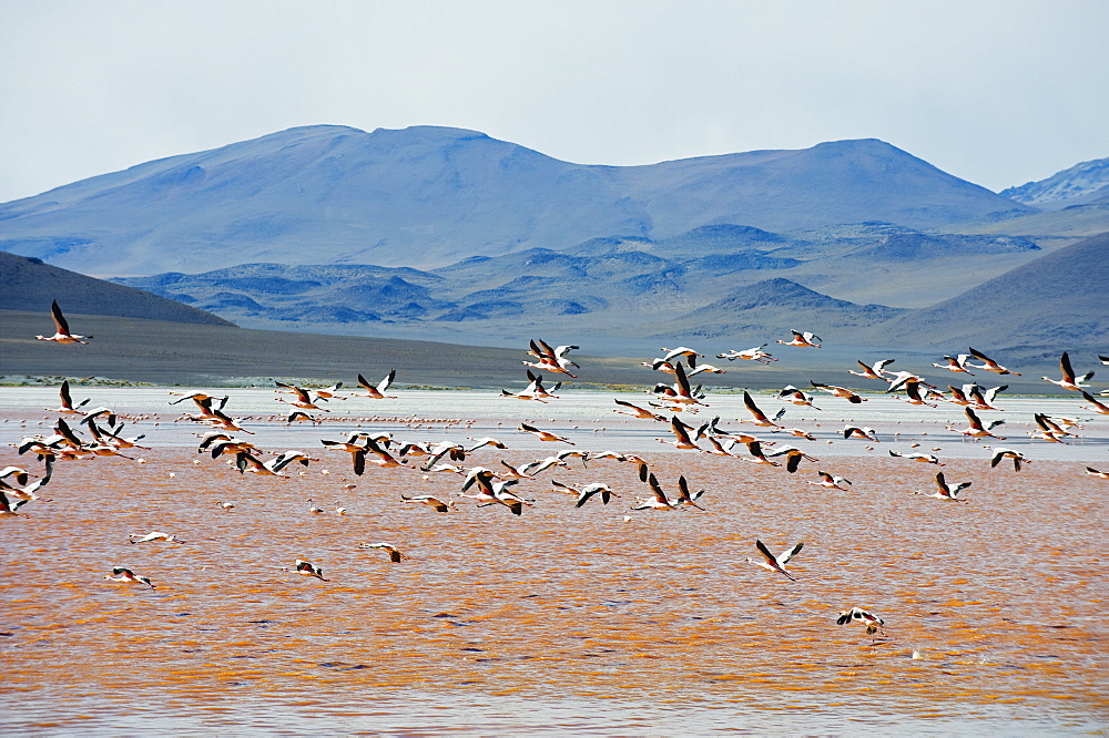 James Flamingo (Phoenicoparrus jamesi), at Laguna Colorado (Red Lake), Eduardo Avaroa Andean National Reserve, Bolivia, South America