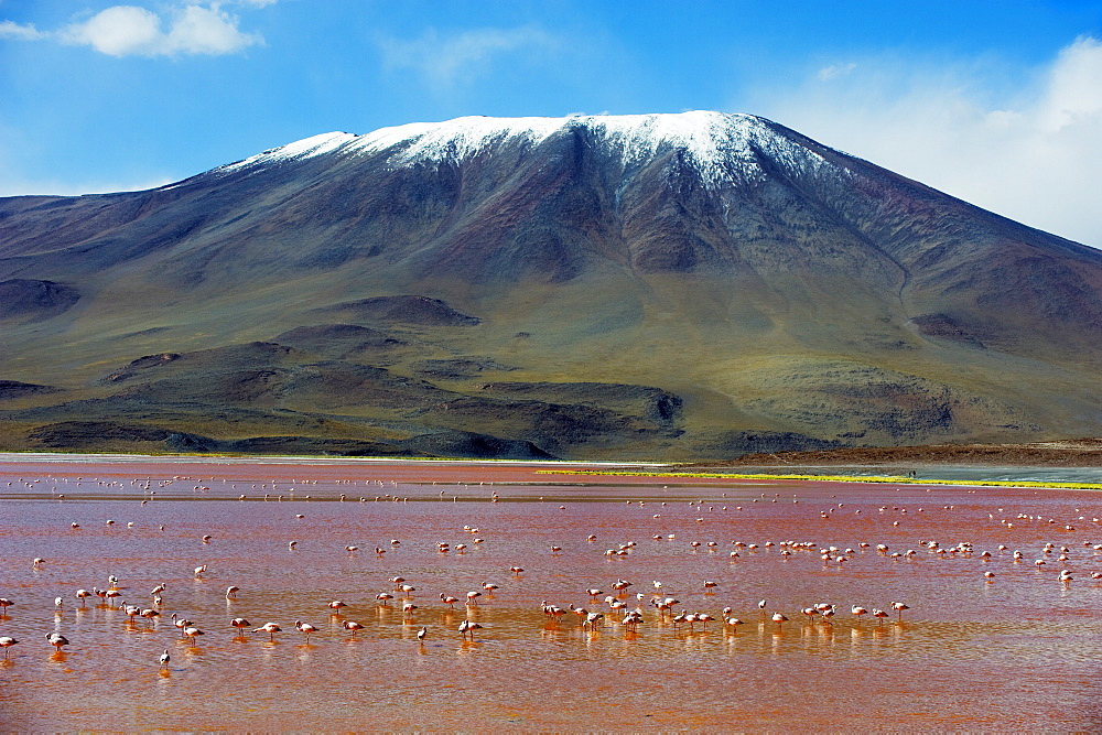 James Flamingo (Phoenicoparrus jamesi), at Laguna Colorado (Red Lake), Eduardo Avaroa Andean National Reserve, Bolivia, South America