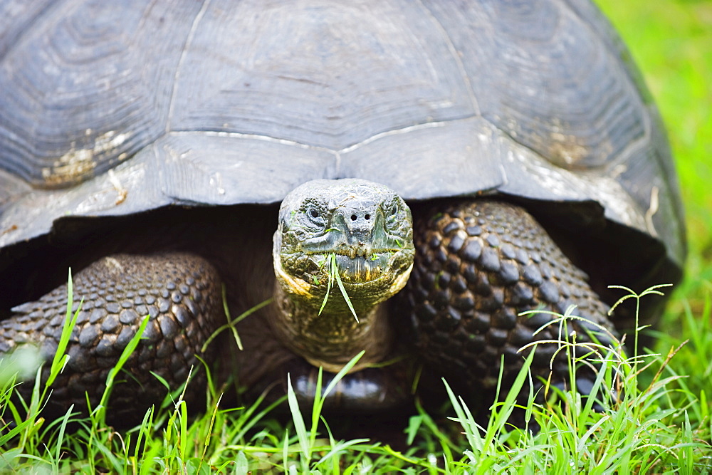 Giant tortoise (Geochelone elephantopus vandenburghi), Isla Sant Cruz, Galapagos Islands, UNESCO World Heritage Site, Ecuador, South America