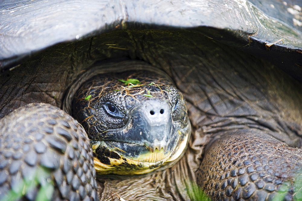 Giant tortoise (Geochelone elephantopus vandenburghi), Isla Sant Cruz, Galapagos Islands, UNESCO World Heritage Site, Ecuador, South America