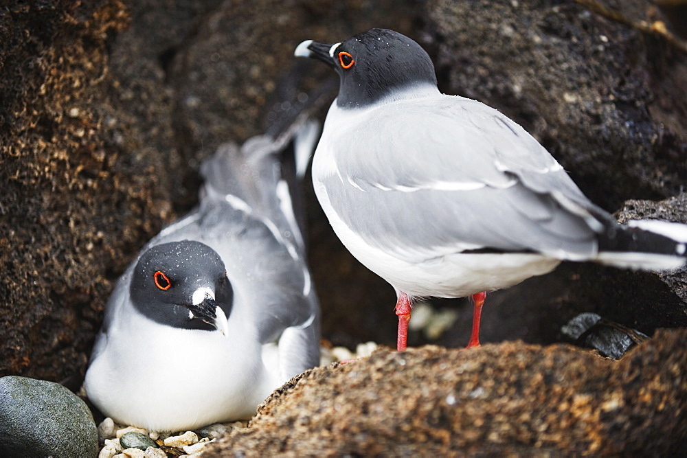 Swallow tailed gull (creagrus furcatus), Isla Genovesa, Galapagos Islands, UNESCO World Heritage Site, Ecuador, South America