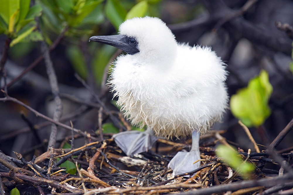 Red footed booby chick (Sula sula), Isla Genovesa, Galapagos Islands, UNESCO World Heritage Site, Ecuador, South America