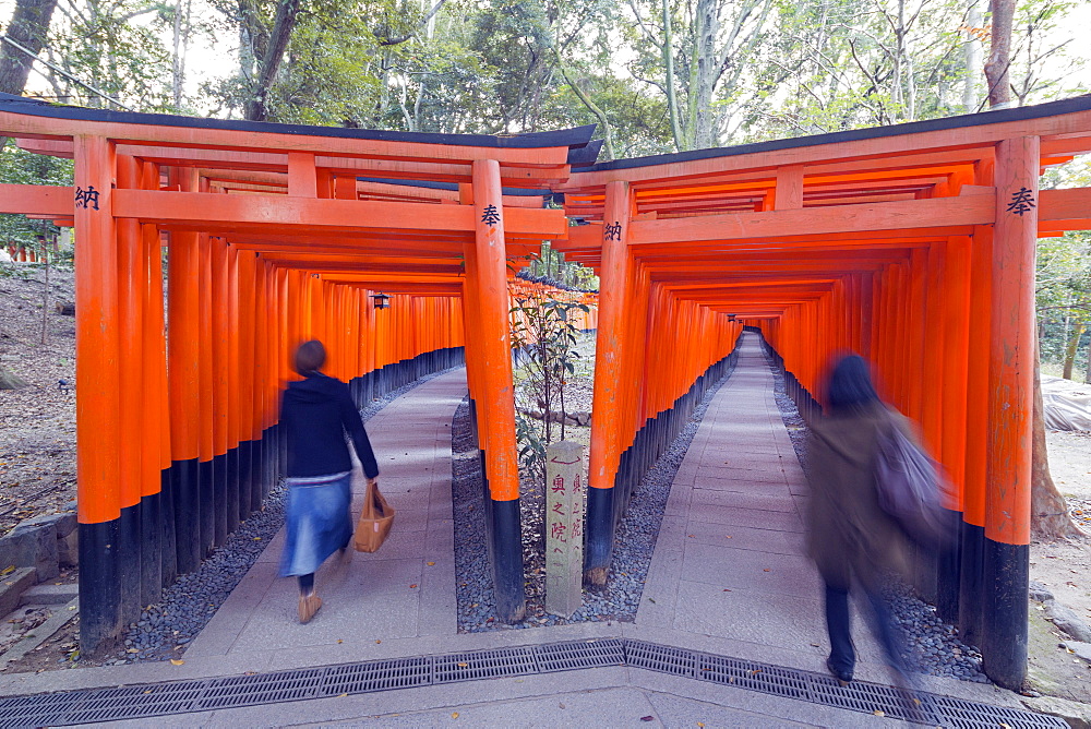 Torii gate at Fushimi Inari Jinja, Shinto shrine, UNESCO World Heritage Site, Kyoto, Honshu, Japan, Asia