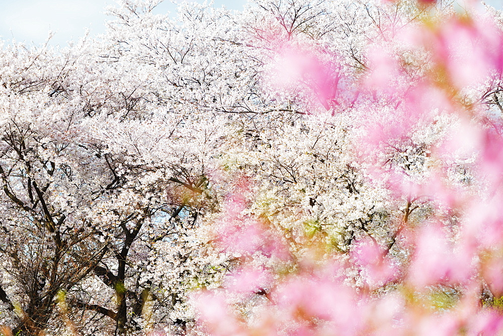 Spring cherry blossom festival, Jinhei, South Korea, Asia