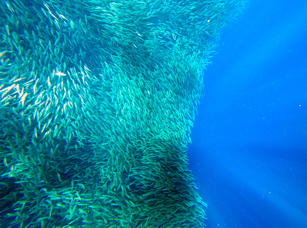 Shoal of sardines, Panagsama Beach, Moalboal, Cebu, The Visayas, Philippines, Southeast Asia, Asia