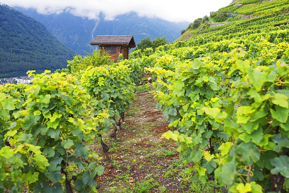 Vineyards, Martigny, Valais, Swiss Alps, Switzerland, Europe