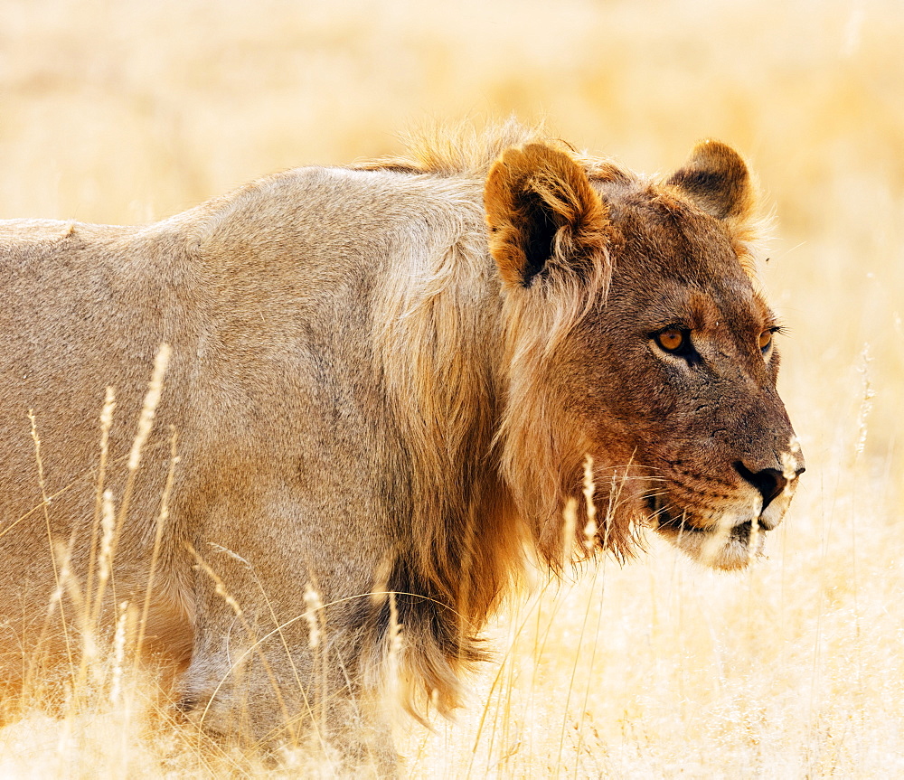 Young lion (Panthera leo), Kgalagadi Transfrontier Park, Kalahari, Northern Cape, South Africa, Africa