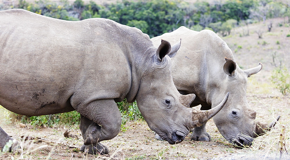 White rhino (Ceratotherium simum), Hluhluwe-Imfolozi Park, Kwazulu-Natal, South Africa, Africa