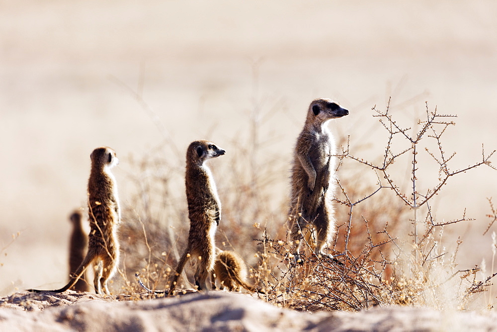 Meerkat (suricate) (Suricata suricatta), Kgalagadi Transfrontier Park, Kalahari, Northern Cape, South Africa, Africa