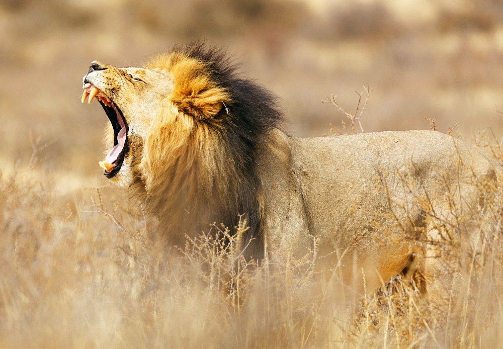 Roaring lion (Panthera leo), Kgalagadi Transfrontier Park, Kalahari, Northern Cape, South Africa, Africa