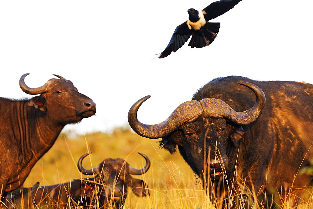 Magpie (Urolestes) and Buffalo (Syncerus caffer), Hluhluwe-Imfolozi Park, Kwazulu-Natal, South Africa, Africa