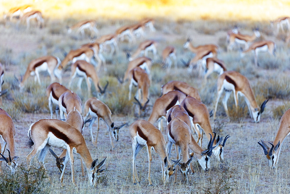 Springbok (Antidorcas marsupialis), Kgalagadi Transfrontier Park, Kalahari, Northern Cape, South Africa, Africa