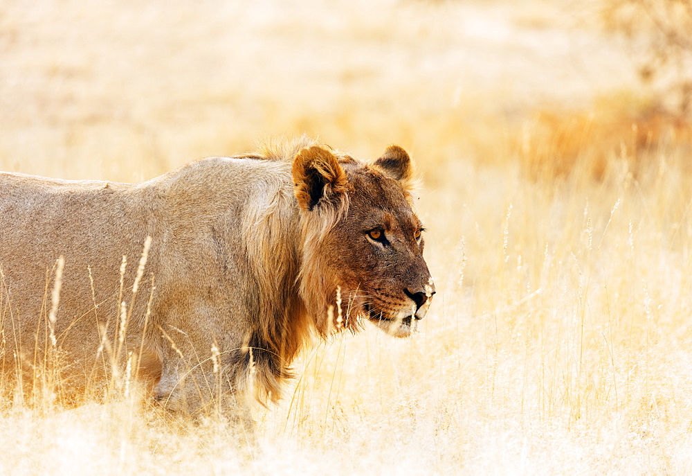 Young lion (Panthera leo), Kgalagadi Transfrontier Park, Kalahari, Northern Cape, South Africa, Africa