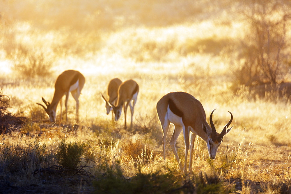 Springbok (Antidorcas marsupialis), Kgalagadi Transfrontier Park, Kalahari, Northern Cape, South Africa, Africa