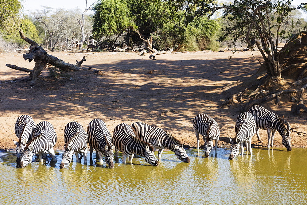 Plains zebra (Equus quagga), Mkhuze Game Reserve, Kwazulu-Natal, South Africa, Africa