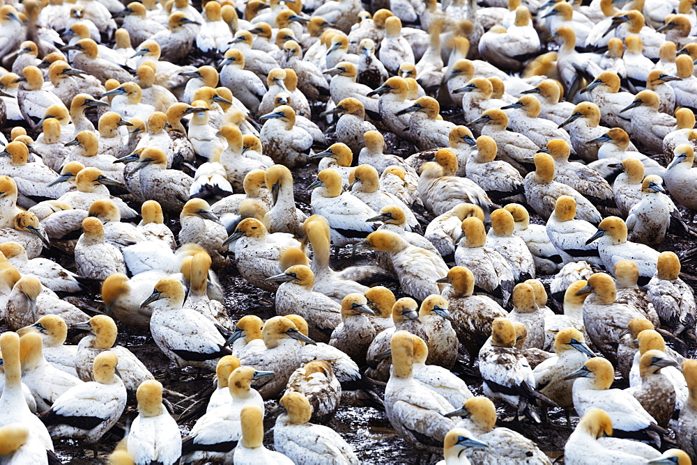 Cape gannet (Morus capensis), Lambert's Bay gannet colony, Western Cape, South Africa, Africa