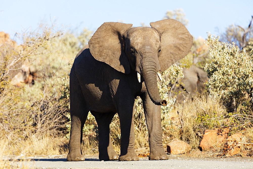 African elephant (Loxodonta Africana), Mapungubwe National Park, UNESCO World Heritage Site, Limpopo, South Africa, Africa