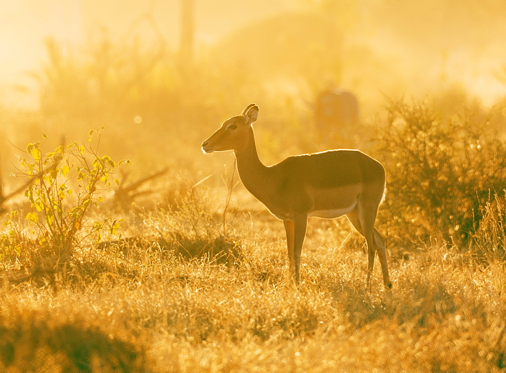 Female impala (Aepyceros melampus), Mapungubwe National Park, UNESCO World Heritage Site, Limpopo, South Africa, Africa