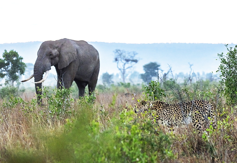 Cheetah (Acinonyx jubatus) and African elephant (Loxodonta Africana), Kruger National Park, South Africa, Africa