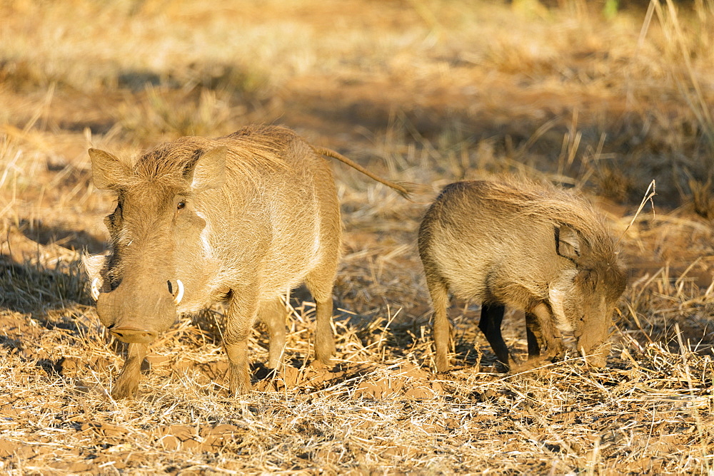 Common warthog (Phacochoerus africanus), Kruger National Park, South Africa, Africa