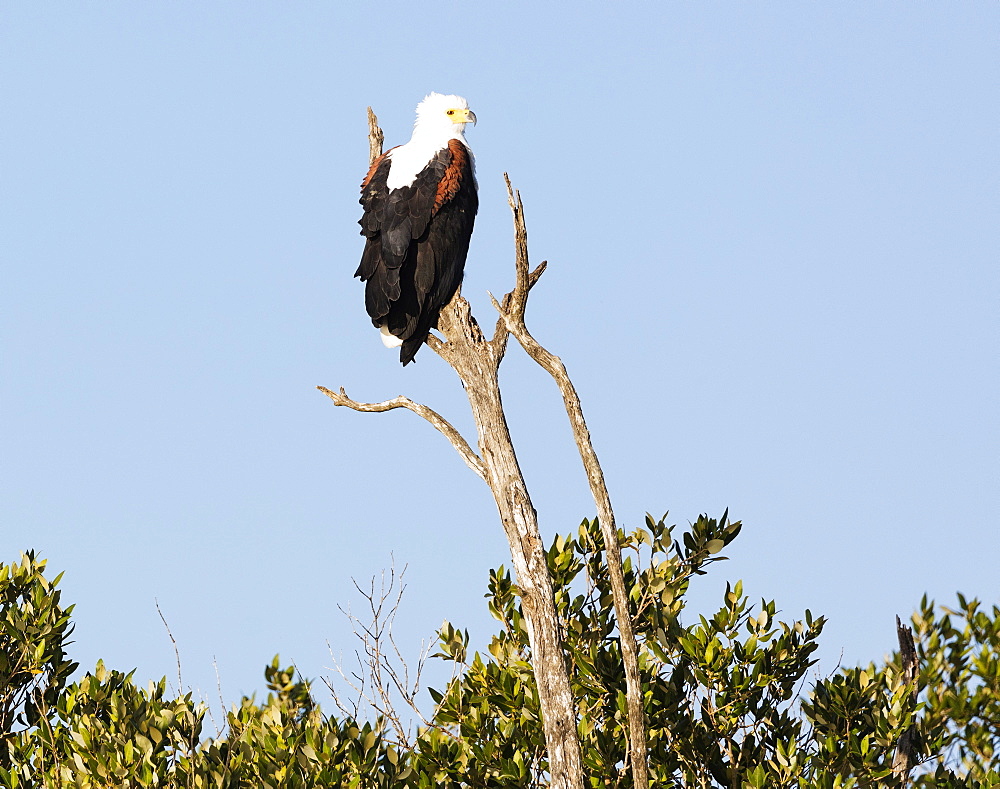 African sea eagle (Haliaeetus vocifer), Isimangaliso Greater St. Lucia Wetland Park, UNESCO World Heritage Site, Kwazulu-Natal, South Africa, Africa