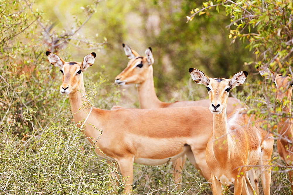 Impala (Aepyceros melampus), Kruger National Park, South Africa, Africa