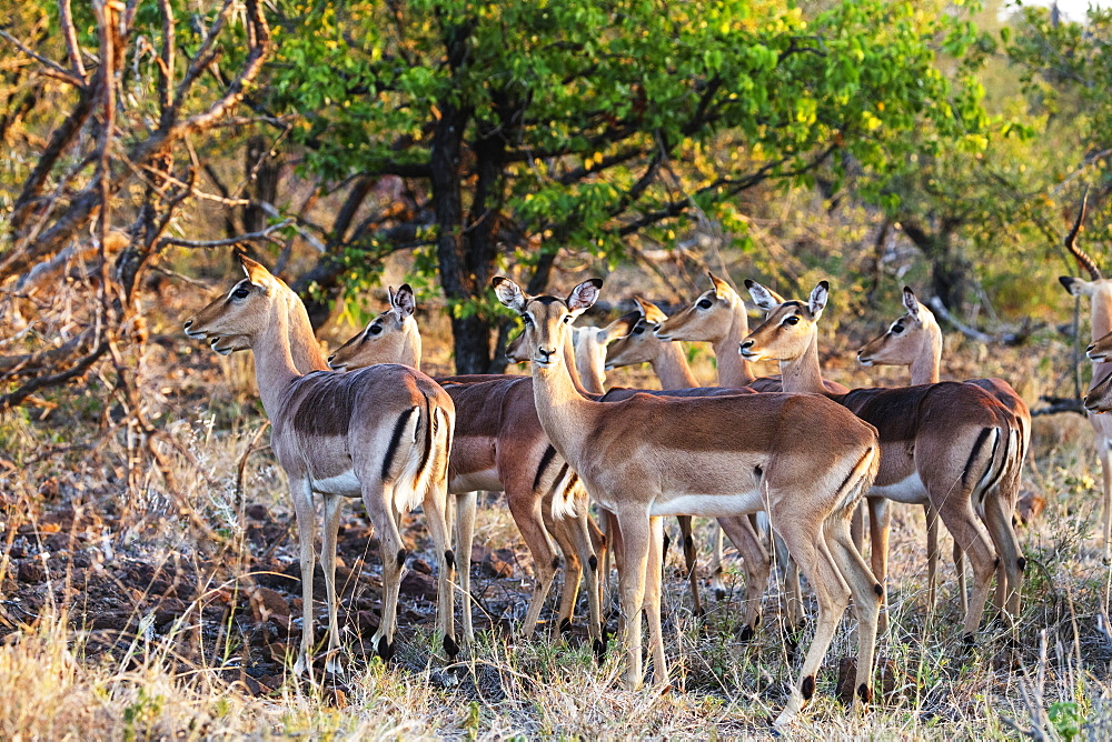 Impala (Aepyceros melampus), Kruger National Park, South Africa, Africa