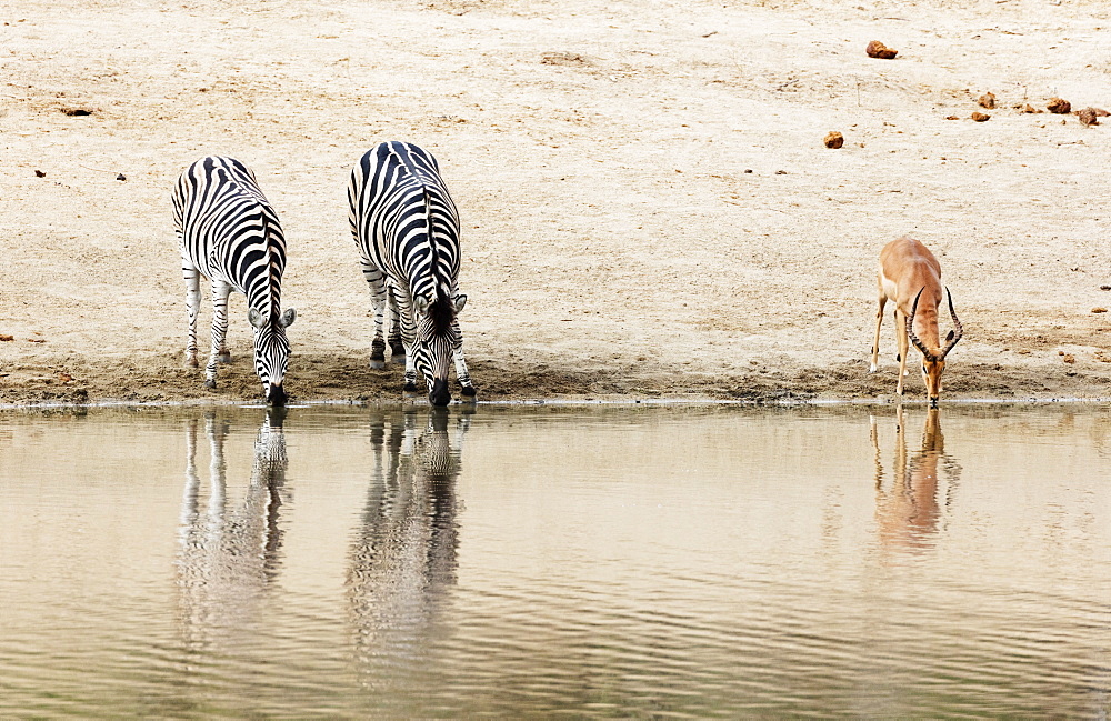 Burchell's Plains zebra (Equus quagga) drinking, Kruger National Park, South Africa, Africa