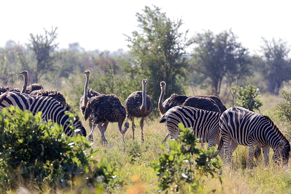 Common ostrich (Struthio camelus) and Burchell's plains zebra (Equus quagga), Kruger National Park, South Africa, Africa