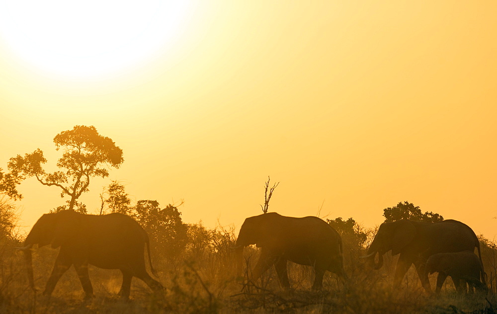 African elephant (Loxodonta Africana) at sunset, Kruger National Park, South Africa, Africa