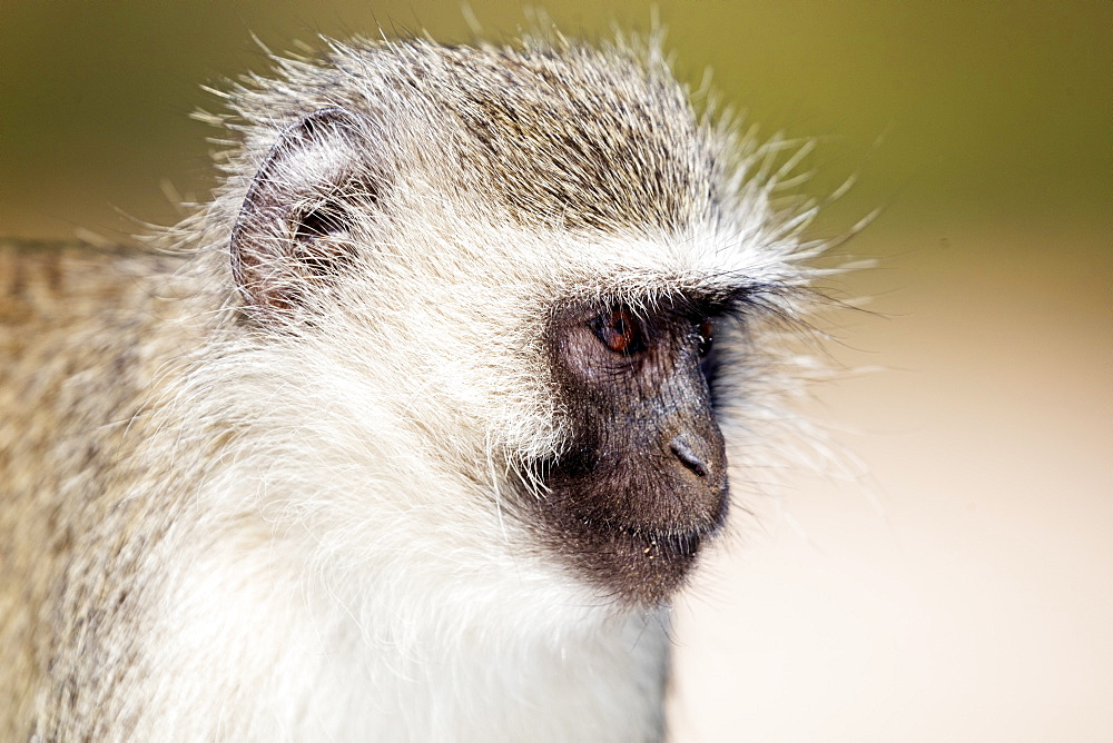 Vervet monkey (Chlorocebus pygerythrus), Kruger National Park, South Africa, Africa