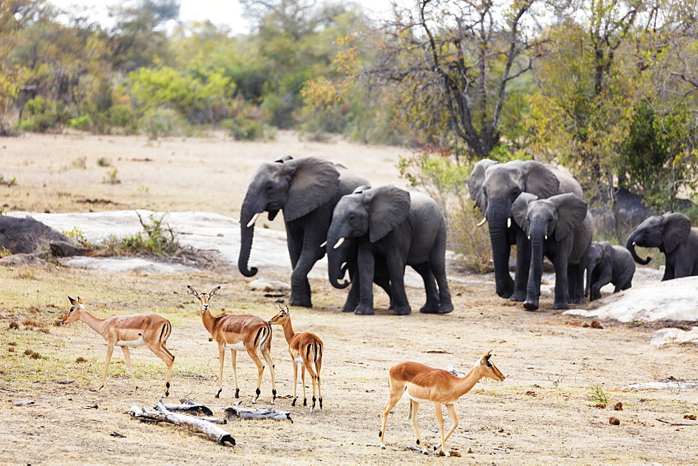 African elephant (Loxodonta Africana), Kruger National Park, South Africa, Africa