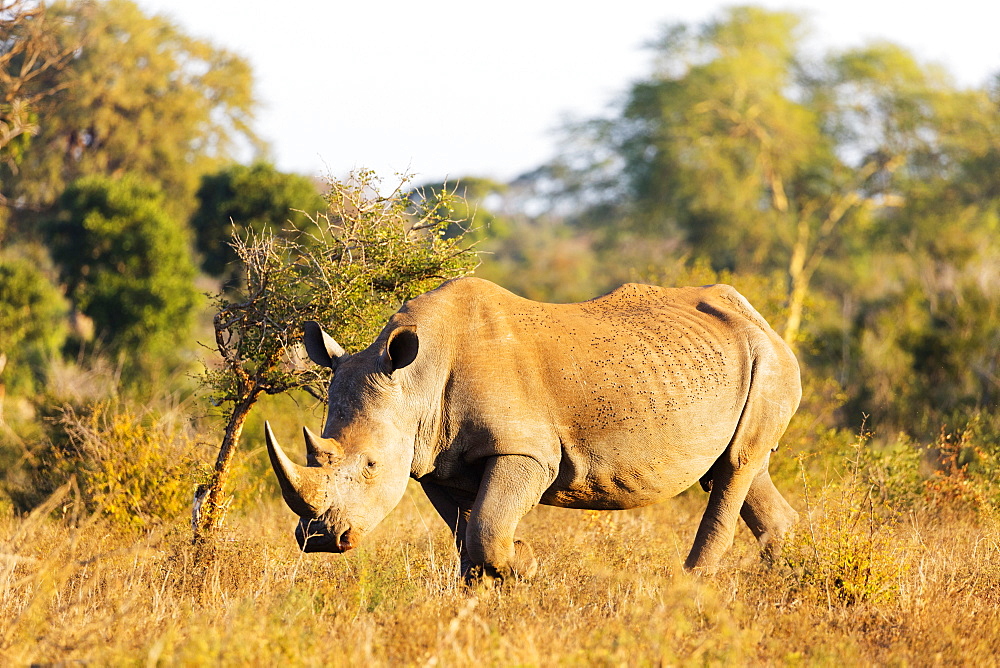 White rhino (Ceratotherium simum), Kruger National Park, South Africa, Africa