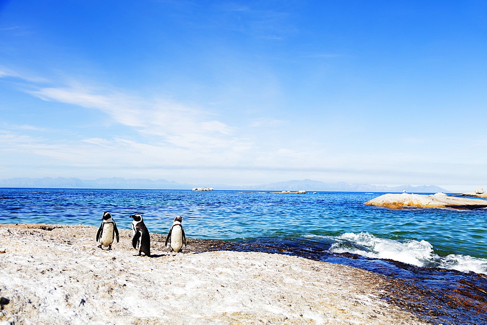 Penguins (Spheniscus demersus), Boulders Beach, Cape Town, Western Cape, South Africa, Africa