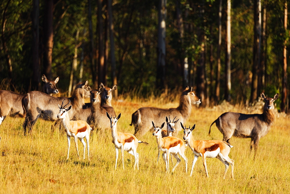 Springbok (Antidorcas marsupialis), Mlilwane Wildlife Sanctuary, Swaziland, Africa