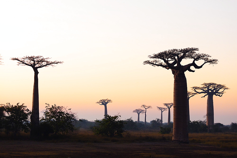 Allee de Baobab (Adansonia), at sunrise, western area, Madagascar, Africa