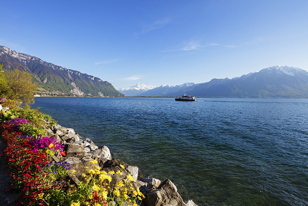 Spring flowers, Lake Geneva (Lac Leman), Montreux, Vaud, Switzerland, Europe