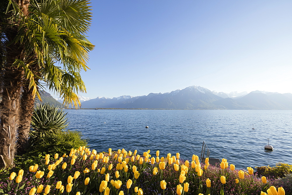 Spring tulips, Lake Geneva (Lac Leman), Montreux, Vaud, Switzerland, Europe