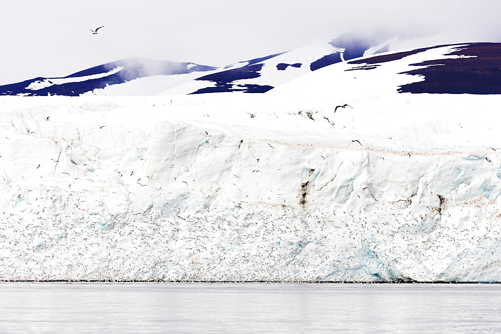 Black legged kittywake gulls (Rissa), Hornbreen Glacier, Spitsbergen, Svalbard, Arctic, Norway, Europe