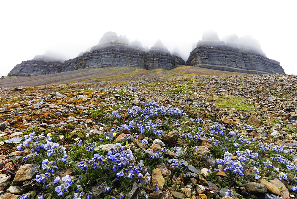 Skansen in Billefjorden, Jacob's ladder flower (Polemonium caeruleum), Spitsbergen, Svalbard, Arctic, Norway, Europe