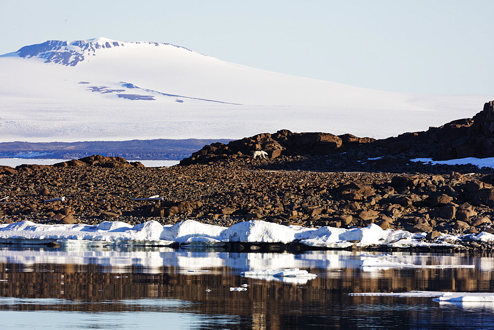 Polar bear (Ursus maritimus), Spitsbergen, Svalbard, Arctic, Norway, Europe