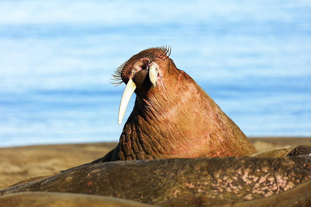 Walrus (Odobenus rosmarus), Kapp Lee, Spitsbergen, Svalbard, Arctic, Norway, Europe