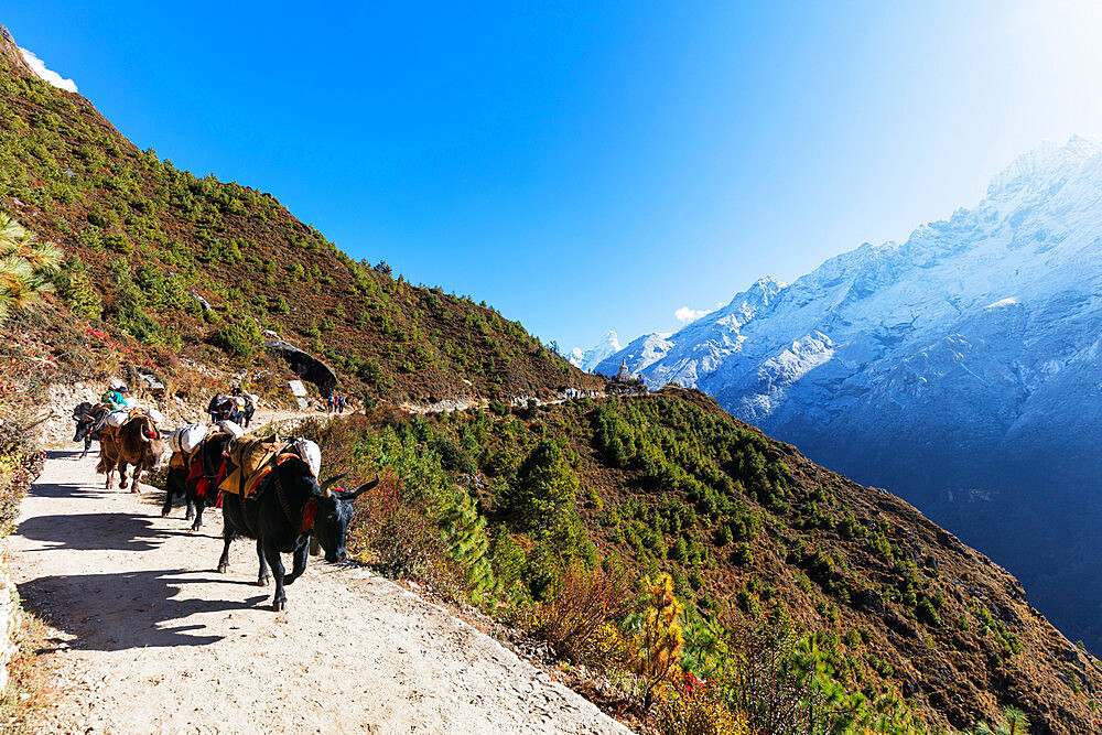 Yak on the Everest base camp trail, Sagarmatha National Park, UNESCO World Heritage Site, Khumbu Valley, Nepal, Himalayas, Asia