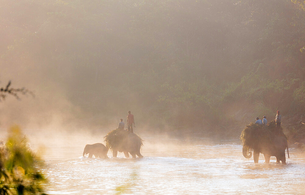 Working elephant (Elephas maximus indicus) crossing a river at dawn, Chitwan National Park, UNESCO World Heritage Site, Nepal, Asia