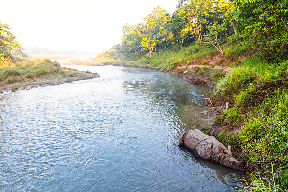 Indian rhinoceros, (Rhinoceros unicornis) sleeping on a river, Chitwan National Park, UNESCO World Heritage Site, Nepal, Asia