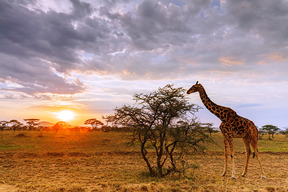 Giraffe (Giraffa camelopardalis) at sunset, Serengeti National Park, UNESCO World Heritage Site, Tanzania, East Africa, Africa